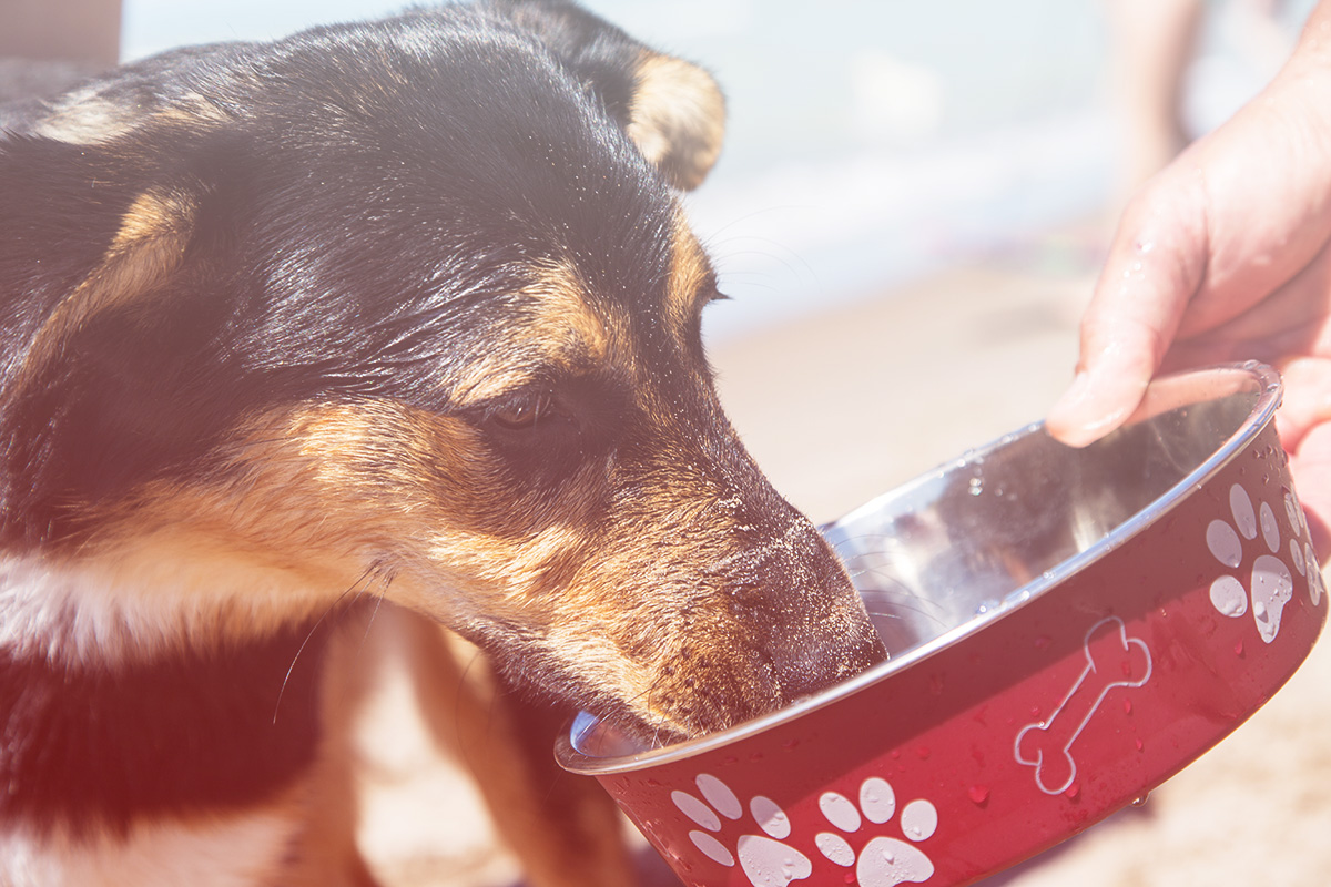 dog drinking water from bowl at beach