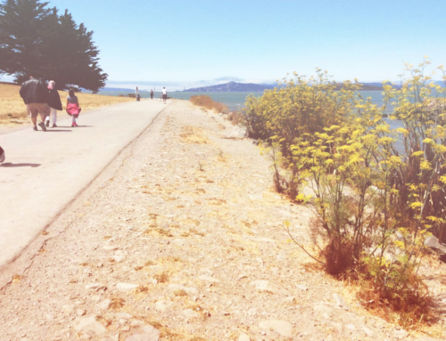 What to do Today: Hiking, Dogs + Brew
