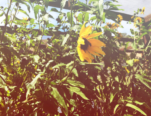 What to do Today: Native Plants Trail